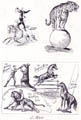 Animal_tricks_b